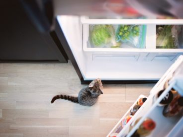 cat next to open fridge