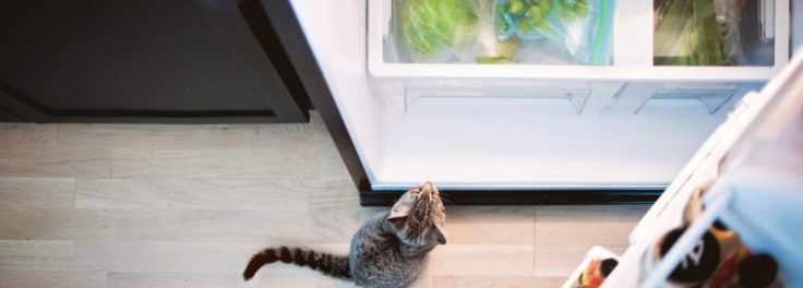 cat next to open fridge